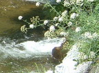 Rio Bestan&ccedil;a