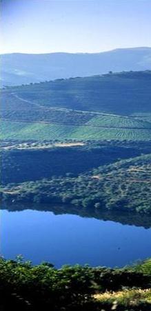 casa do l&oacute;d&atilde;o - turismo rural - douro - portugal